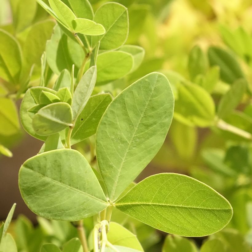 Baptisia alba - Weiße Indigolupine (Laub)