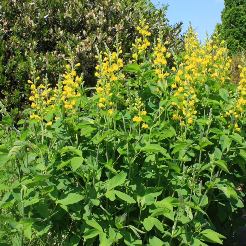 Baptisia sphaerocarpa - Färberhülse (Hafen)