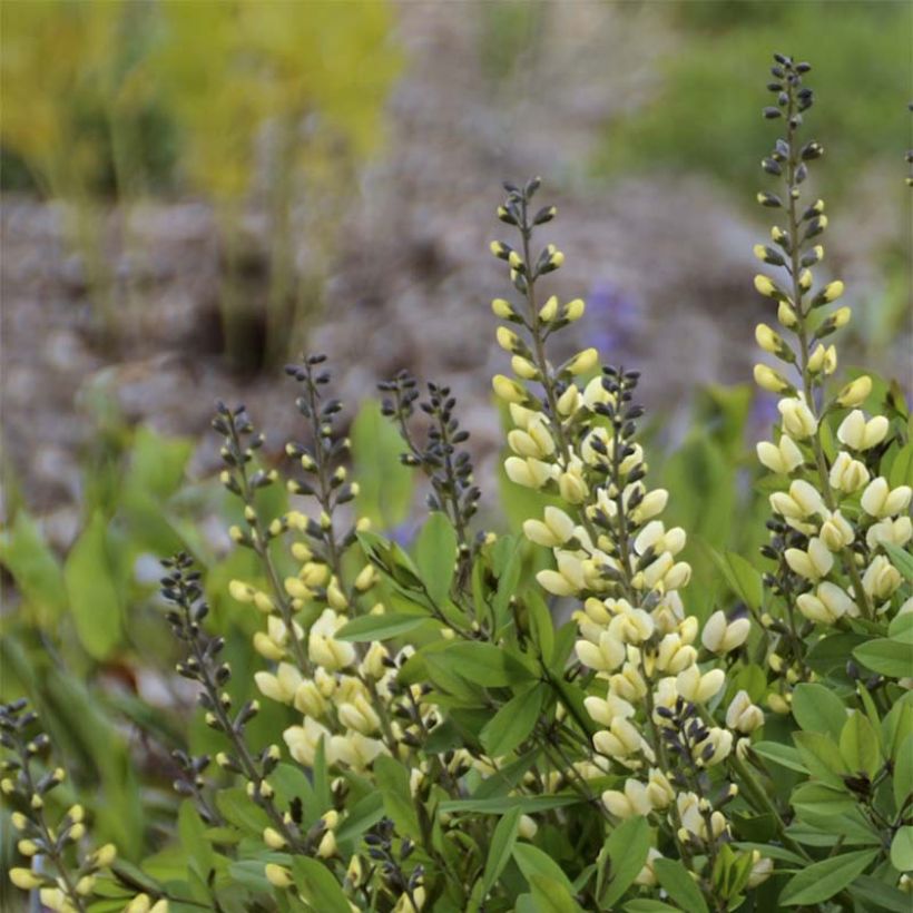 Baptisia Decadence Vanilla Cream - Indigolupine (Blüte)