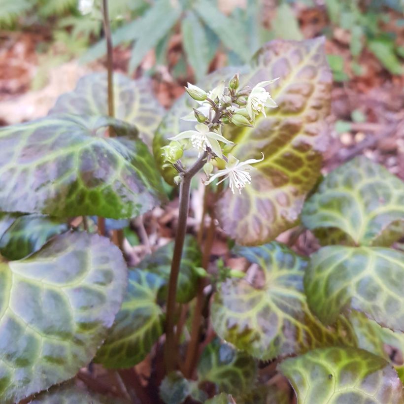 Beesia calthifolia (Blüte)