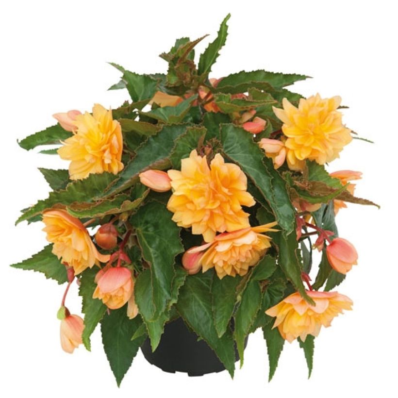 Begonie Belleconia Mango - Begonia (Hafen)