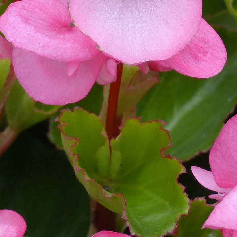 Begonie Big F1 Pink Green Leaf - Begonia (Laub)