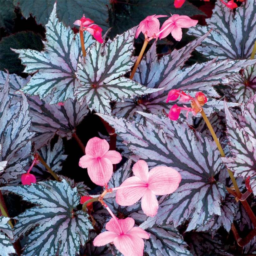 Begonie Garden Angel Blush - Begonia (Blüte)