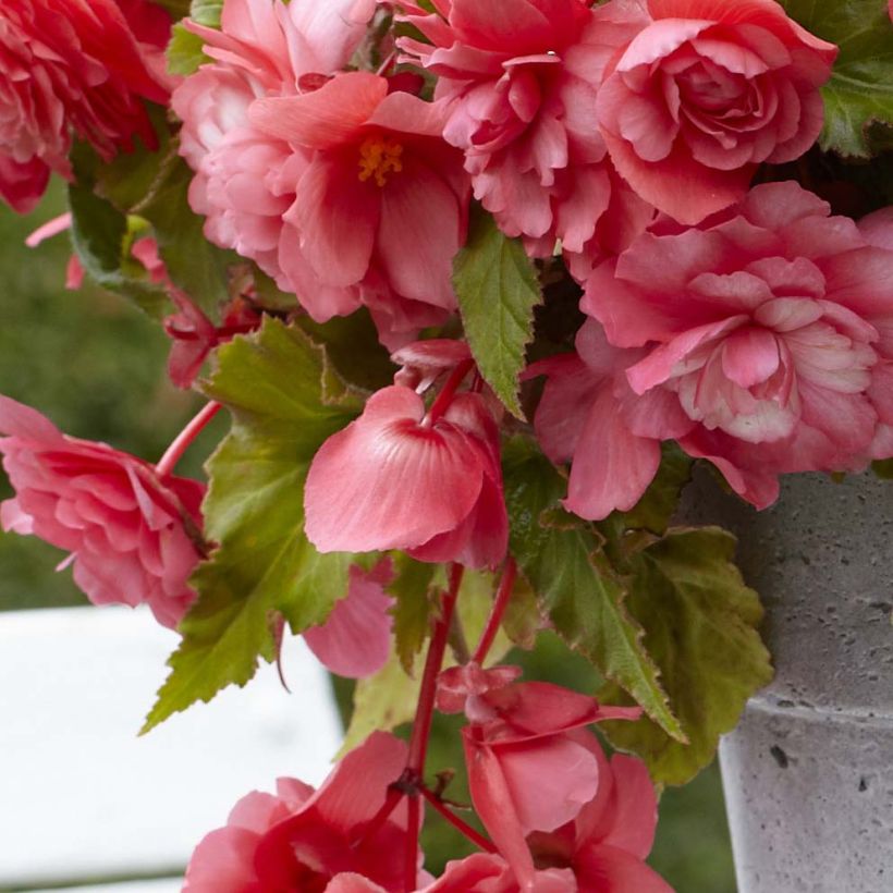 Begonie Mix - Begonia odorata (Laub)