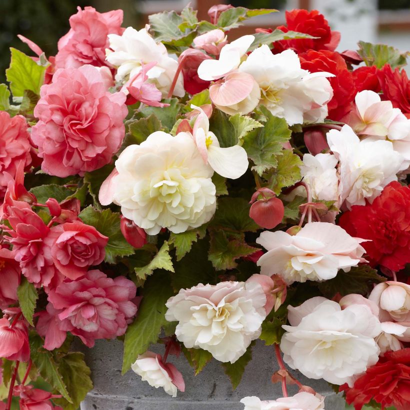 Begonie Mix - Begonia odorata (Blüte)