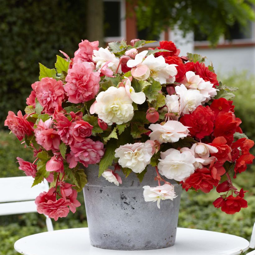 Begonie Mix - Begonia odorata (Hafen)