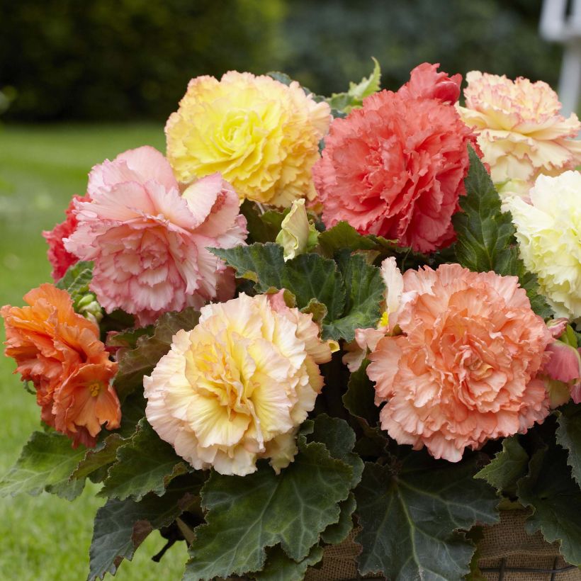 Begonie Fimbriata Samba Mix - Begonia (Blüte)