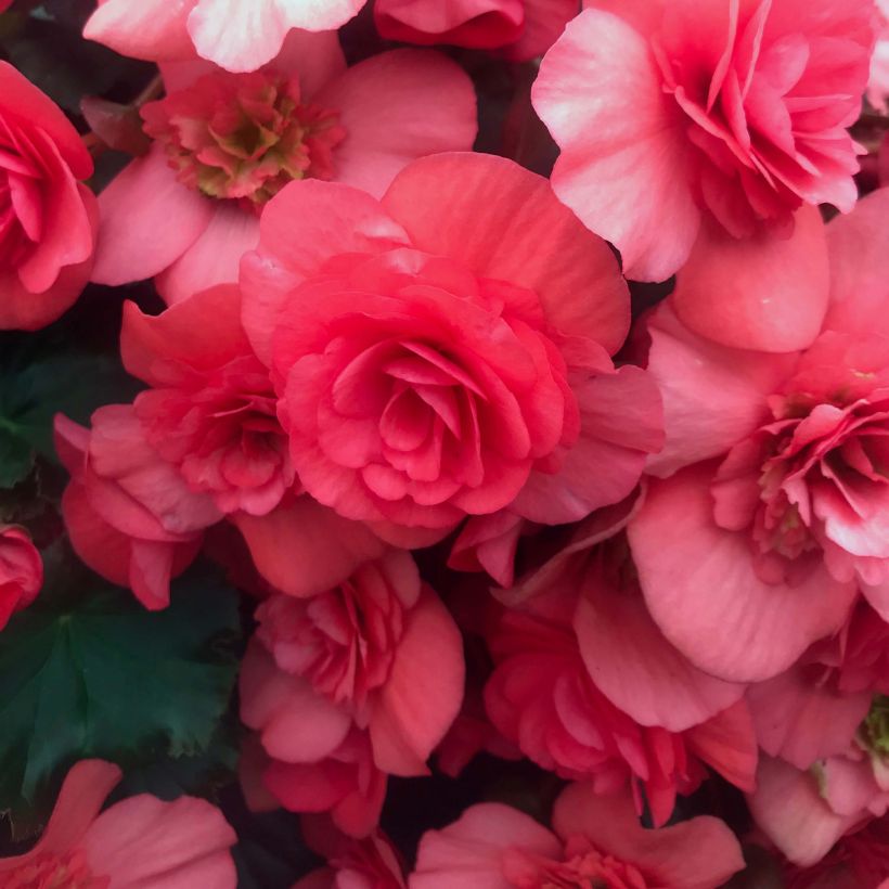 Begonie Sunbrero Dark Pink - Begonia (Blüte)