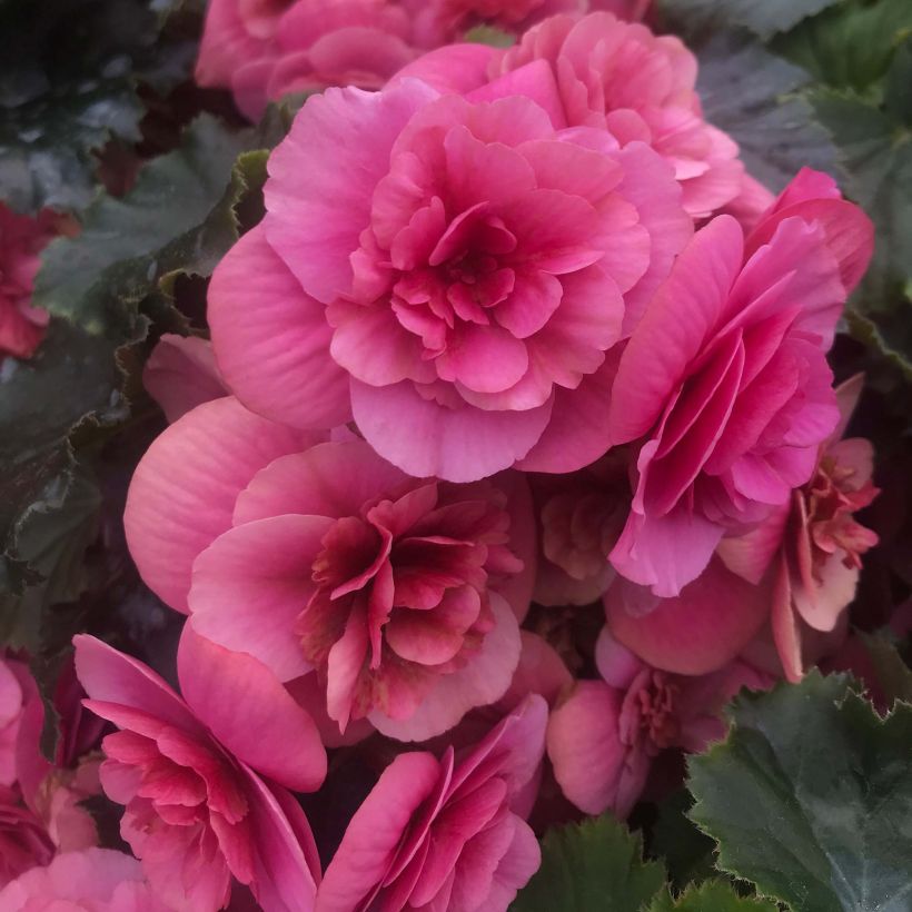 Begonie Sunbrero Pink - Begonia (Blüte)