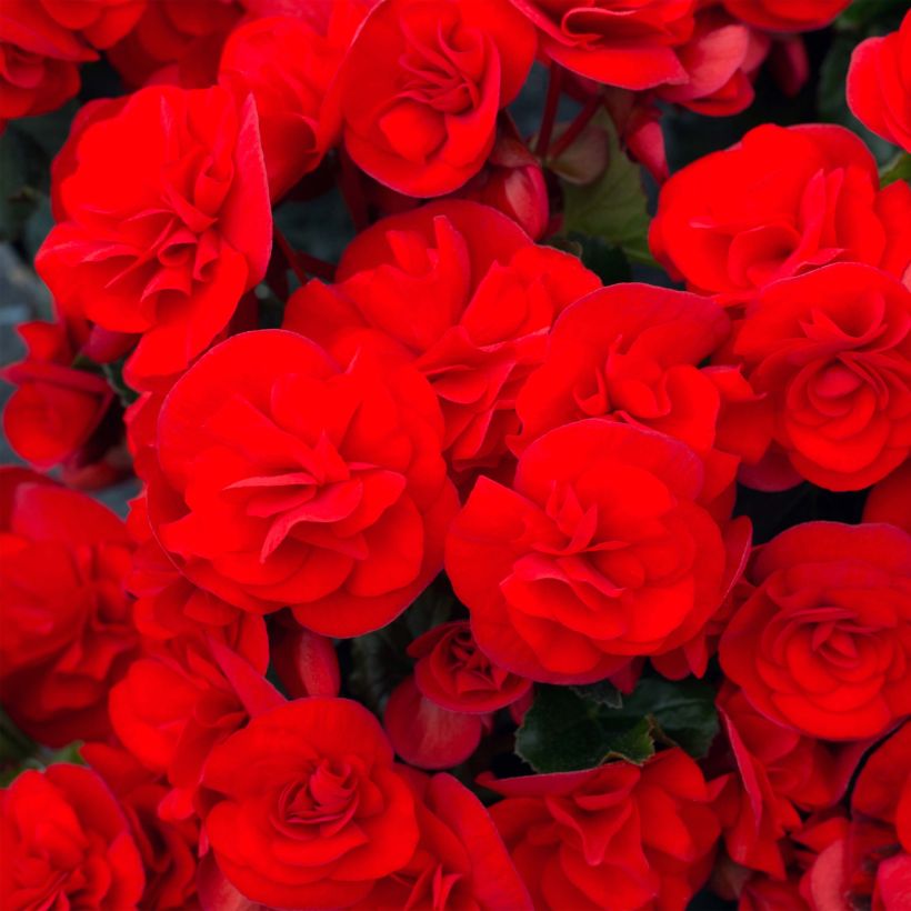 Begonie Sunbrero Red - Begonia (Blüte)