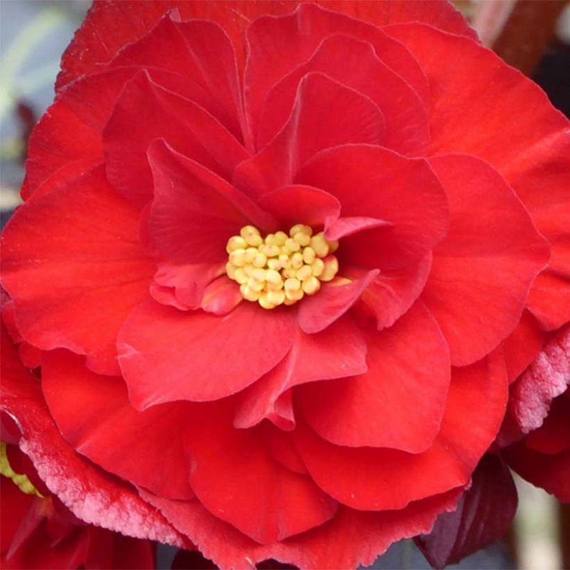 Begonie Switzerland - Begonia (Blüte)