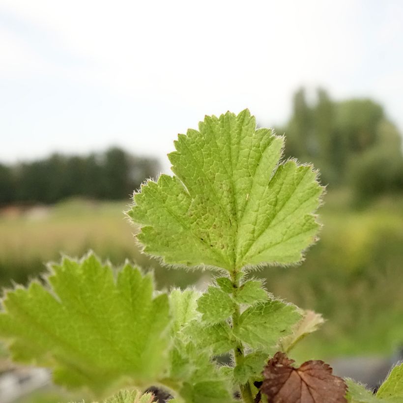 Geum Fire Storm - Nelkenwurz (Laub)