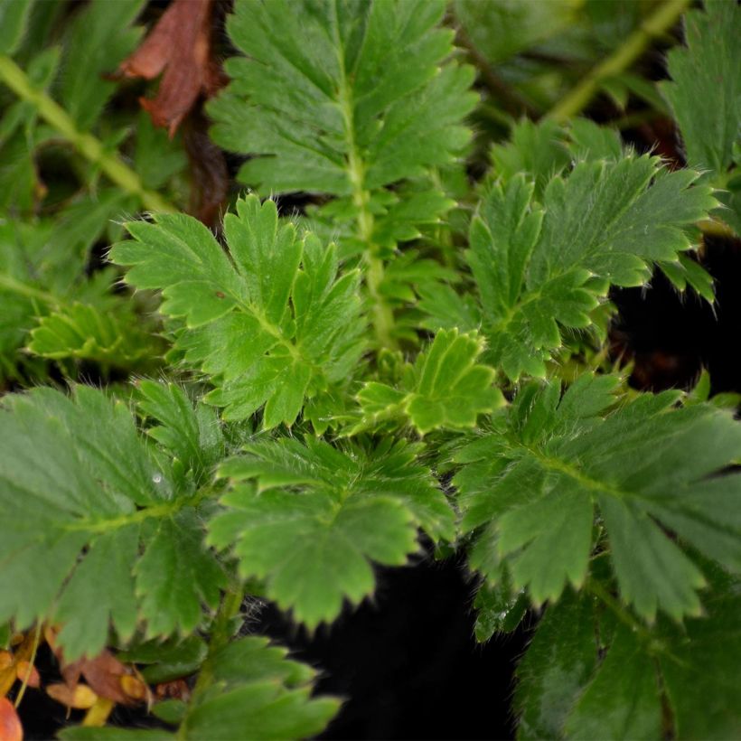 Geum triflorum - Dreiblütige Nelkenwurz (Laub)