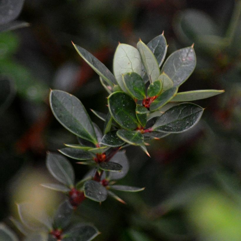 Berberis buxifolia Nana - Buchsblättrige Berberitze (Laub)