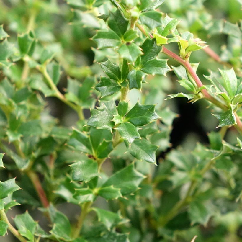 Berberis darwinii Compacta - Darwins Berberitze (Laub)