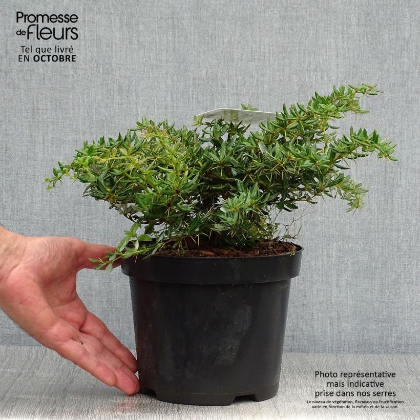 Exemplar von Berberis frikartii Amstelveen - Epine-vinette de Frikart. Pot de 2L/3L wie im Herbst geliefert