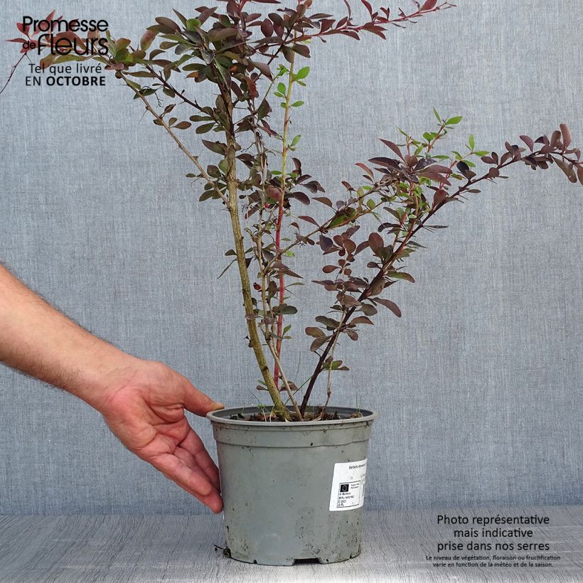 Exemplar von Berberis ottawensis Auricoma - Epine-vinette. Pot de 3L/4L wie im Herbst geliefert