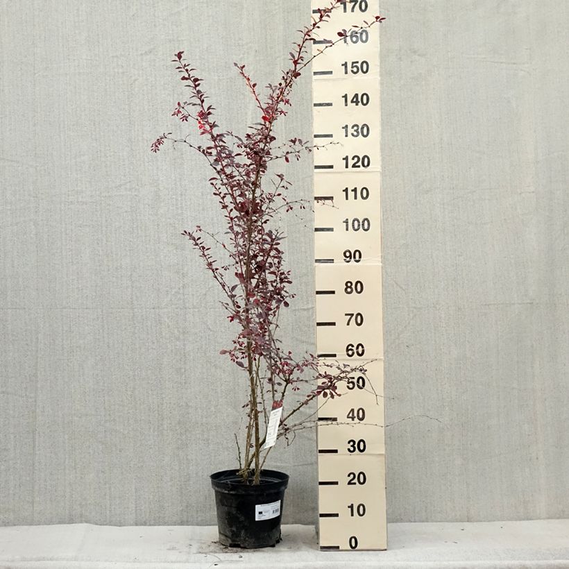 Exemplar von Berberis ottawensis Superba - Epine-vinette livré en pot de 7,5L/10L wie im Sommer geliefert