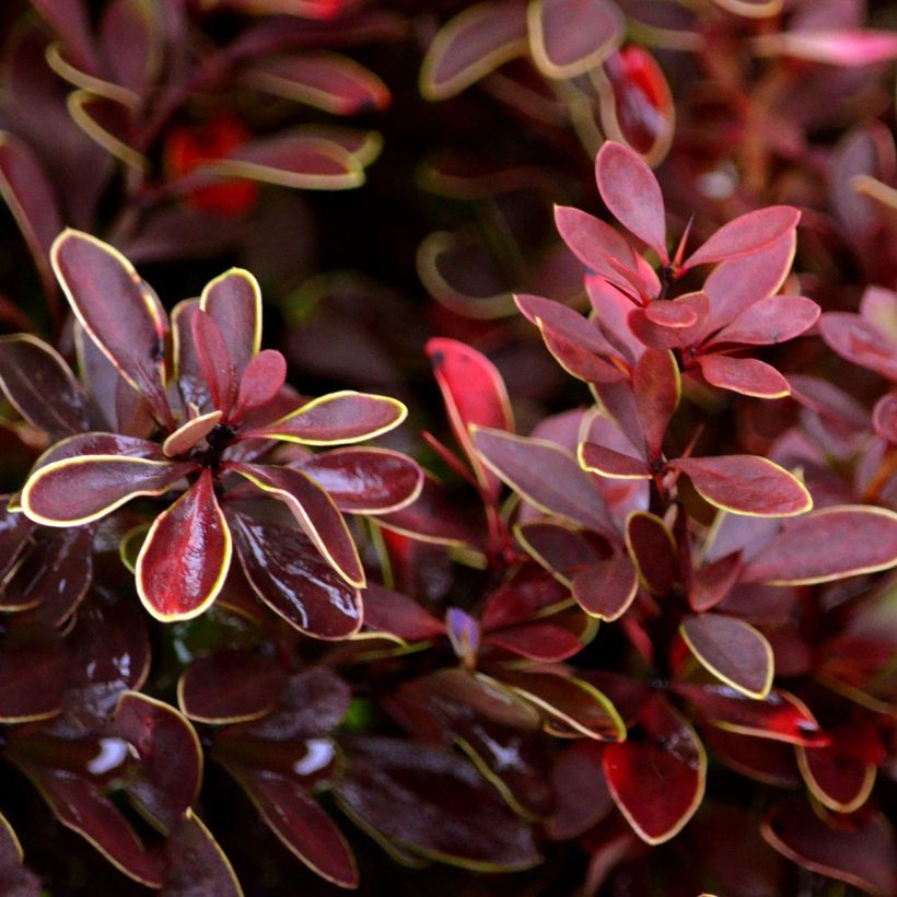 Berberis thunbergii Admiration (Laub)