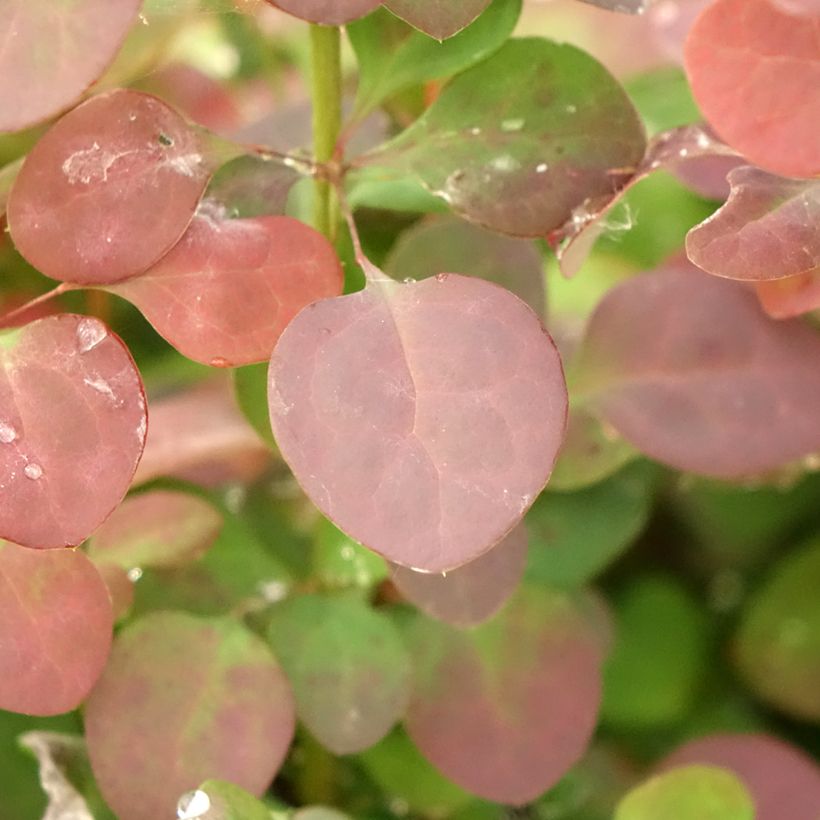 Berberis thunbergii Atropurpurea (Laub)