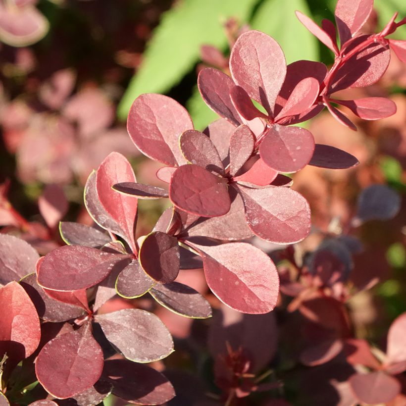 Berberis thunbergii Atropurpurea (Laub)