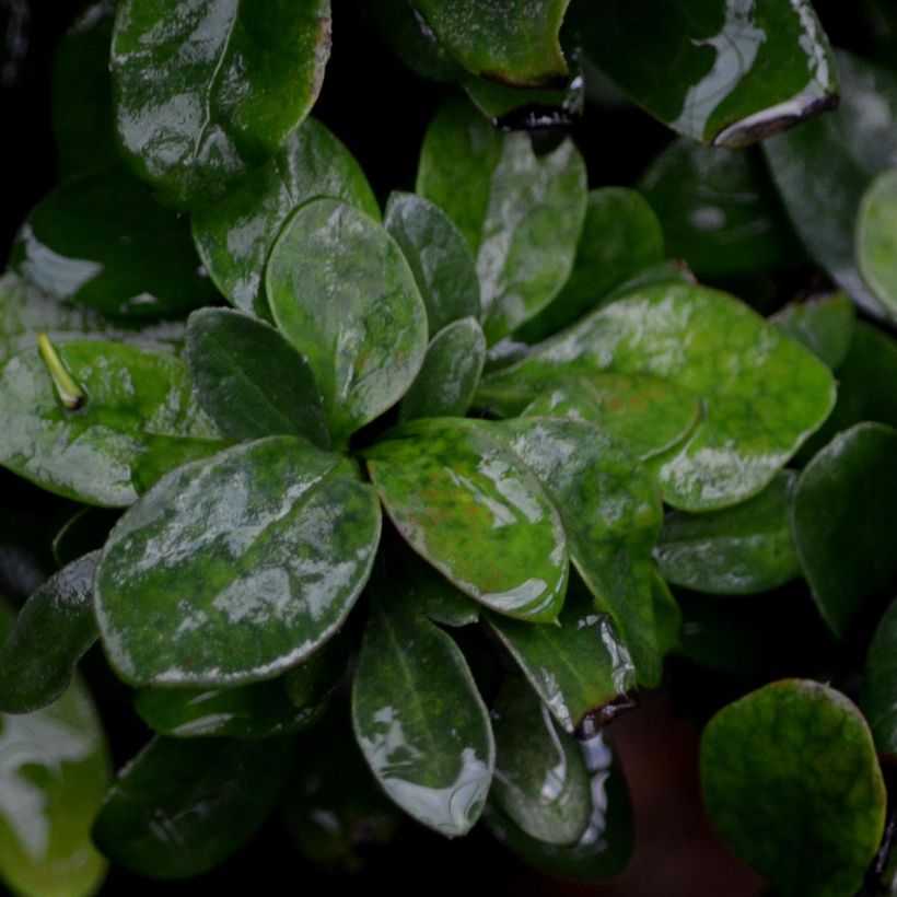 Berberis thunbergii Bagatelle (Laub)