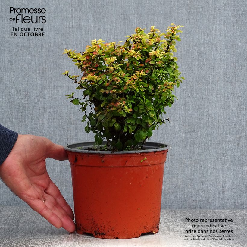 Exemplar von Berberis thunbergii Bonanza Gold - Épine-vinette de Thunberg  Pot de 2L/3L wie im Herbst geliefert