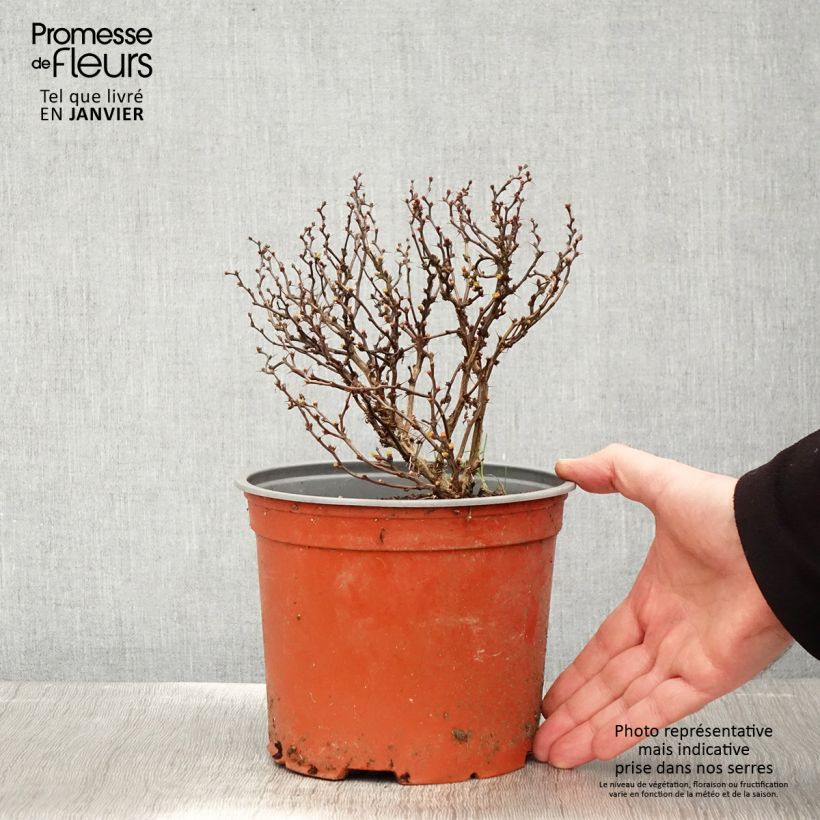 Exemplar von Berberis thunbergii Bonanza Gold - Épine-vinette de Thunberg  Pot de 2L/3L wie im Winter geliefert