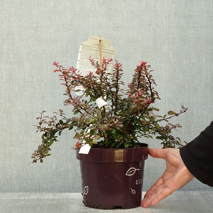 Exemplar von Berberis thunbergii Cabernet FIRST EDITIONS - Epine-vinette - Pot de 3L/4L wie im Herbst geliefert