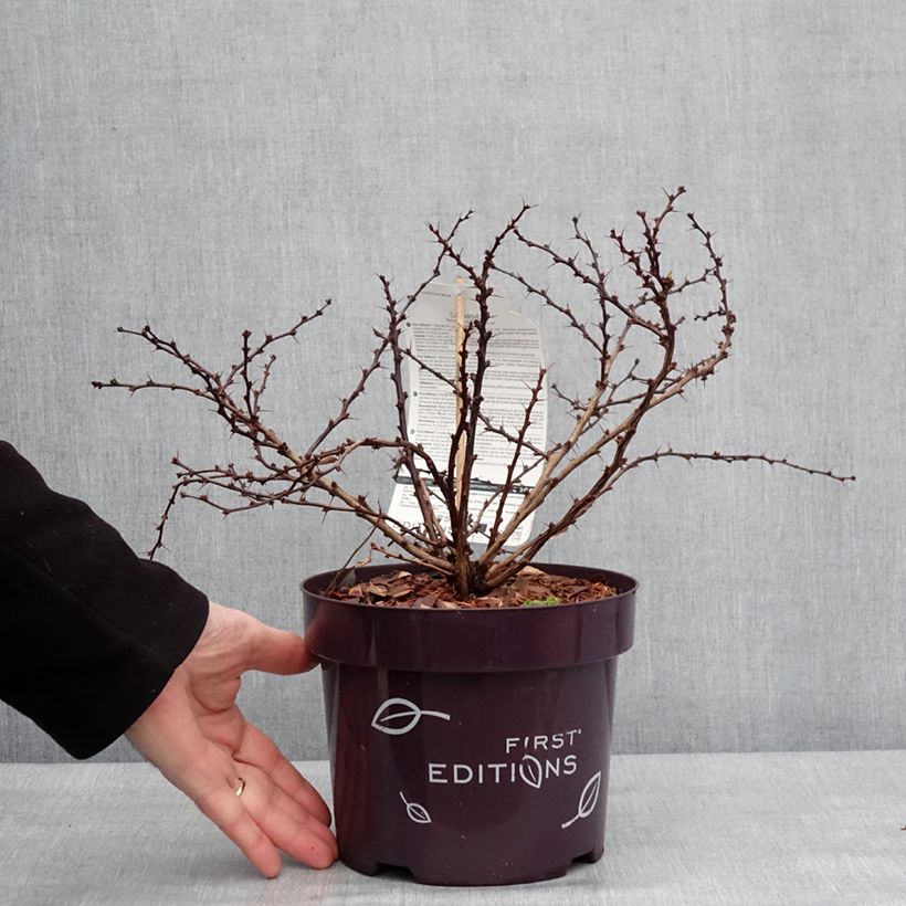 Exemplar von Berberis thunbergii Cabernet® FIRST EDITIONS® - Thunberg-Berberitze Topf mit 3L/4LGelieferte Höhe ca. 25/30cm wie im Winter geliefert