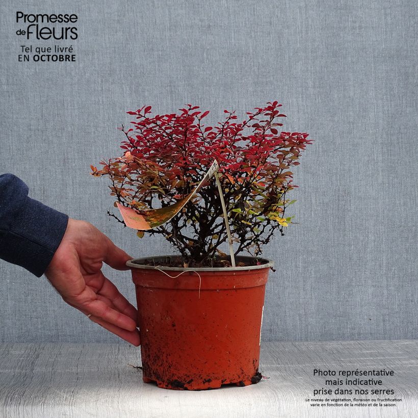 Exemplar von Berberis thunbergii Fireball - Epine-vinette Pot de 2L/3L wie im Herbst geliefert