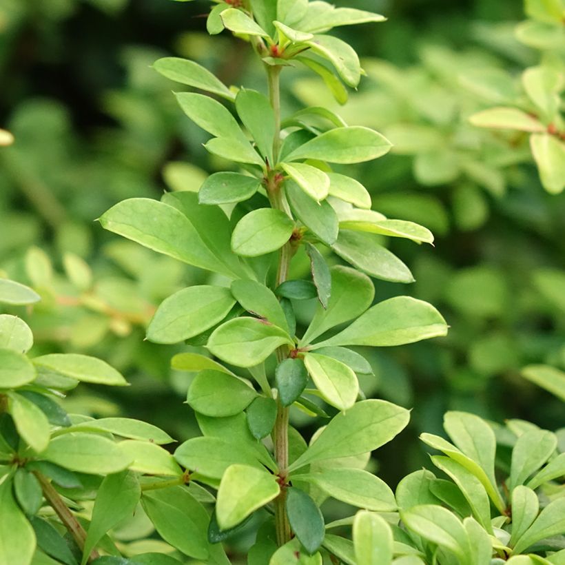 Berberis thunbergii Golden Dream (Laub)