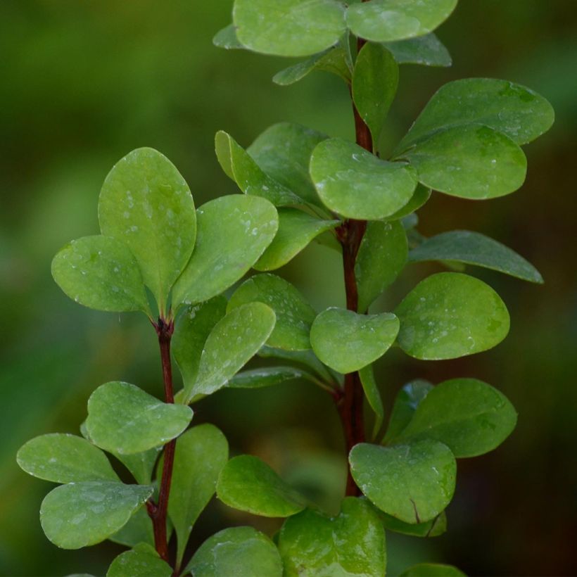 Berberis thunbergii Golden Rocket (Laub)