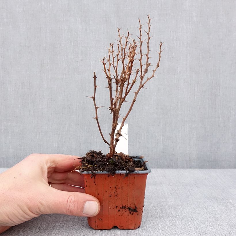 Exemplar von Berberis thunbergii Golden Torch - Epine-vinette - Godet de 8/9 cm wie im Winter geliefert