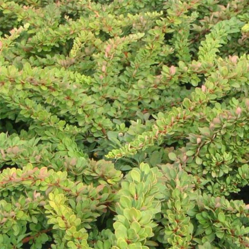 Berberis thunbergii Green Carpet (Laub)