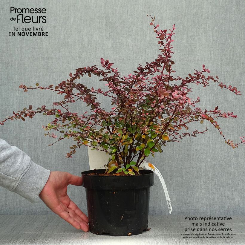 Exemplar von Berberis thunbergii Harlequin wie im Herbst geliefert