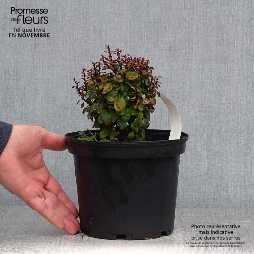 Exemplar von Berberis thunbergii Lutin Rouge -  Epine-vinette naine Pot de 2L/3L wie im Herbst geliefert