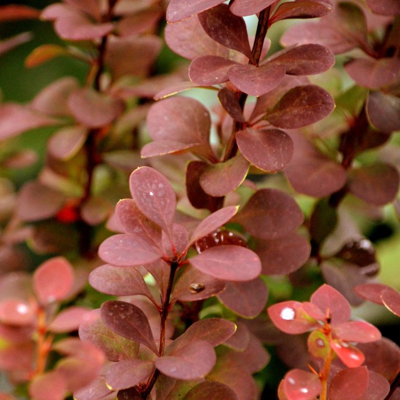 Berberis thunbergii Orange Rocket (Laub)