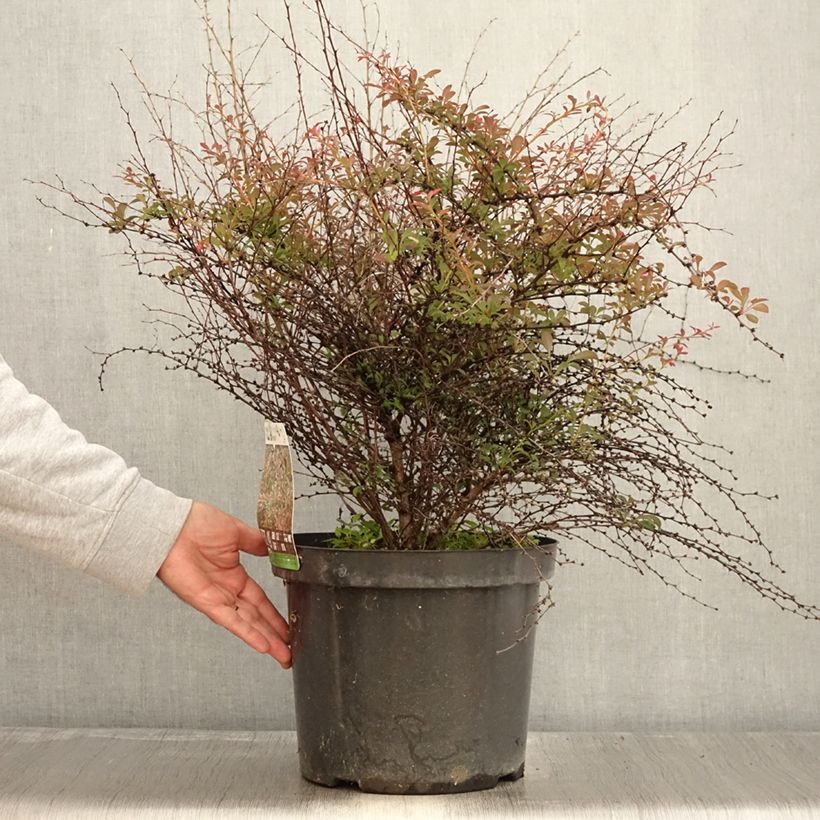 Exemplar von Berberis thunbergii Red Dream - Epine-vinette en pot de 7,5l/10l wie im Herbst geliefert