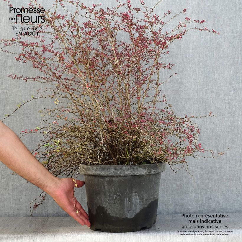 Exemplar von Berberis thunbergii Red Dream wie im Sommer geliefert