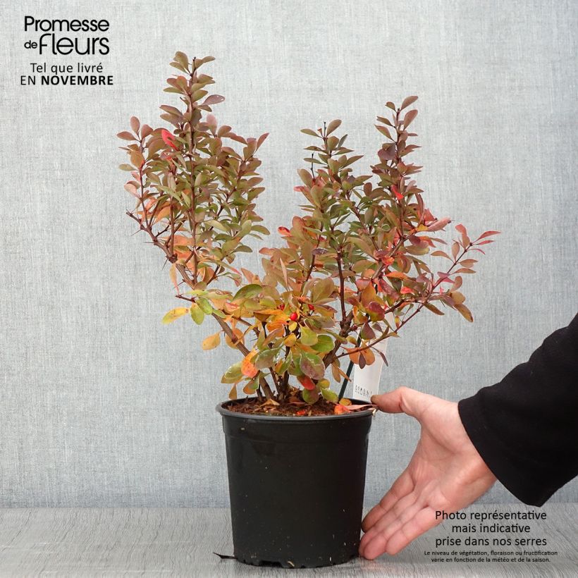 Exemplar von Berberis thunbergii Red Rocket wie im Herbst geliefert