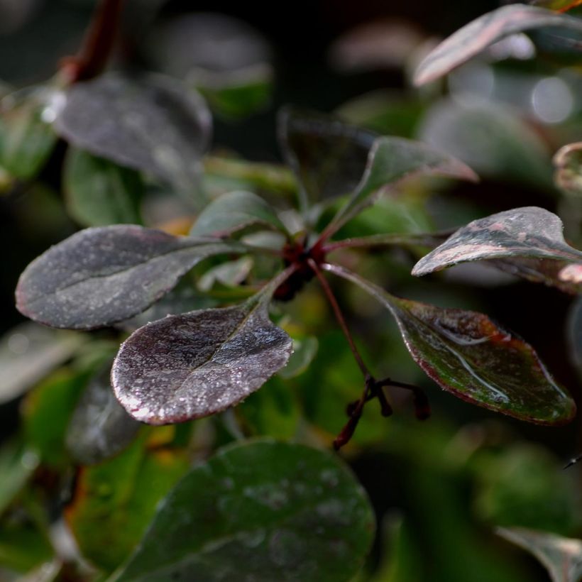 Berberis thunbergii Rosy Glow (Laub)