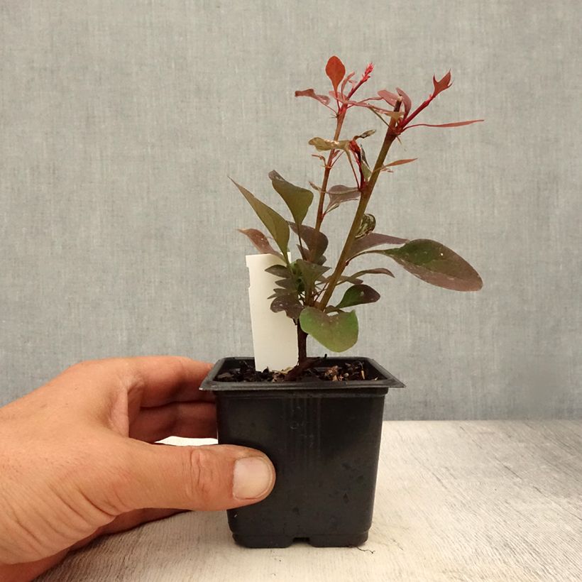 Exemplar von Berberis thunbergii Rosy Glow - Godet de 8/9 cm wie im Sommer geliefert