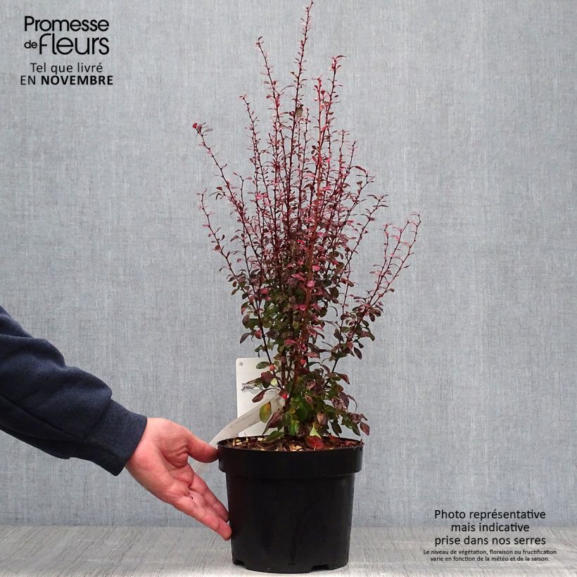 Exemplar von Berberis thunbergii Rosy Rocket en pot de 2l/3l wie im Herbst geliefert