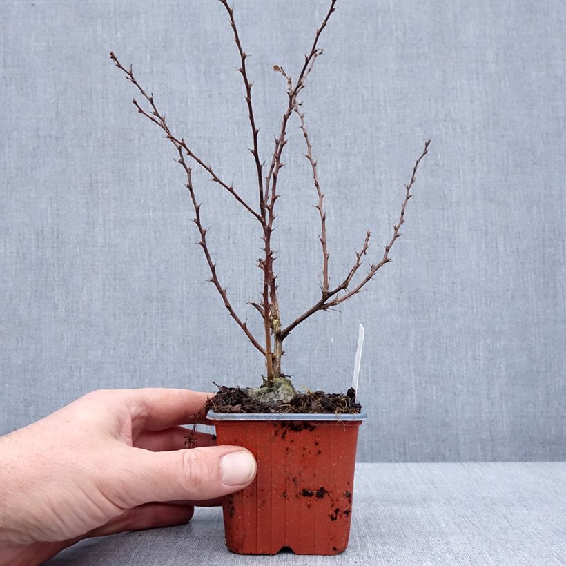 Exemplar von Berberis thunbergii Silver Beauty - Epine-vinette - Godet de 8/9 cm wie im Winter geliefert