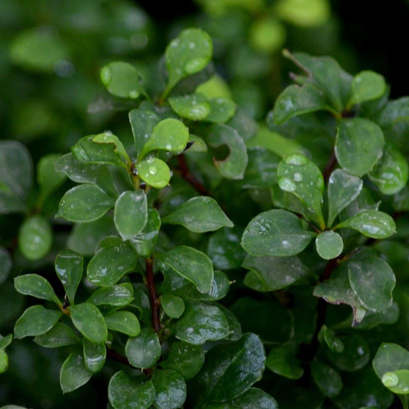 Berberis thunbergii Tiny Gold (Laub)