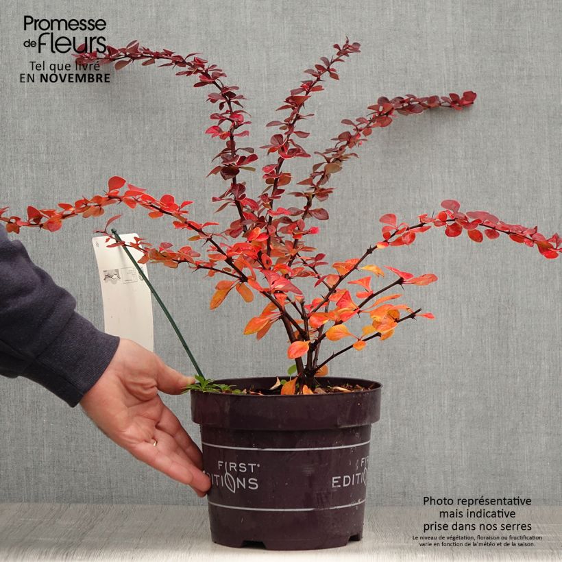 Exemplar von Berberis thunbergii Toscana wie im Herbst geliefert