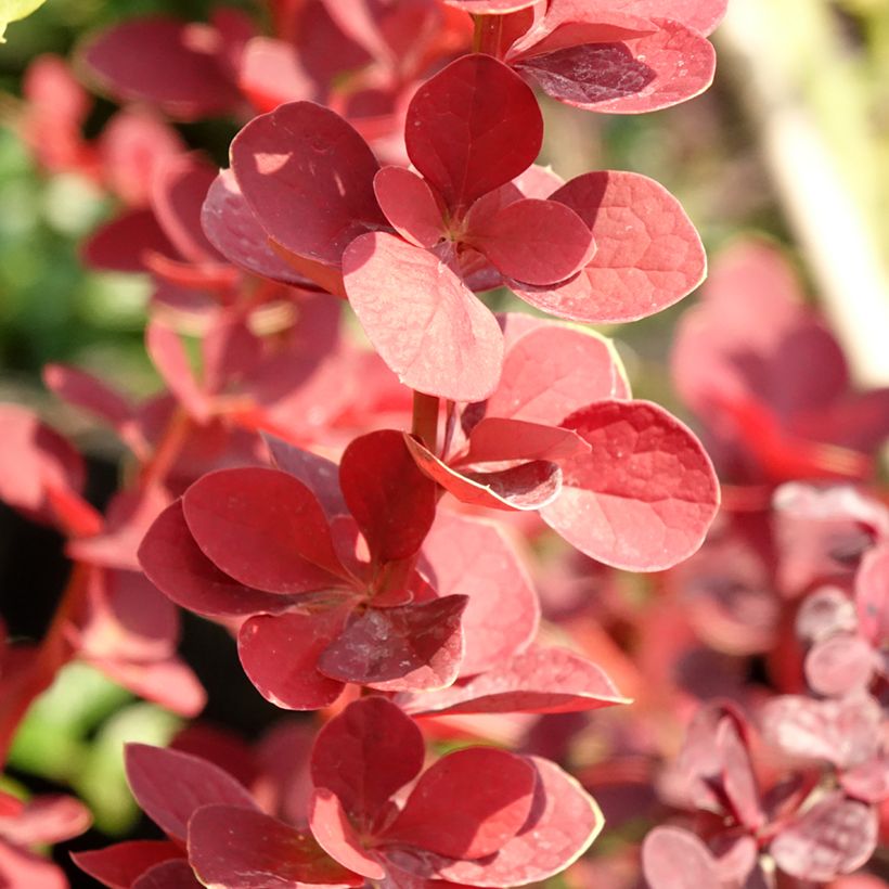 Berberis thunbergii Toscana (Laub)