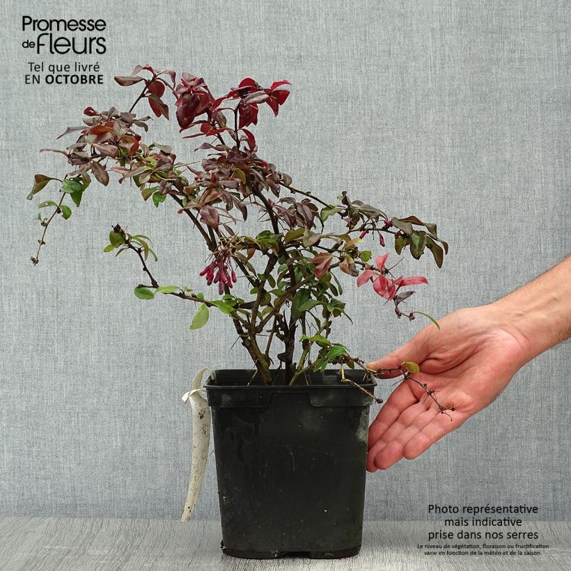 Exemplar von Berberis Thunderbolt® - Epine-vinette Pot de 2L/3L wie im Herbst geliefert