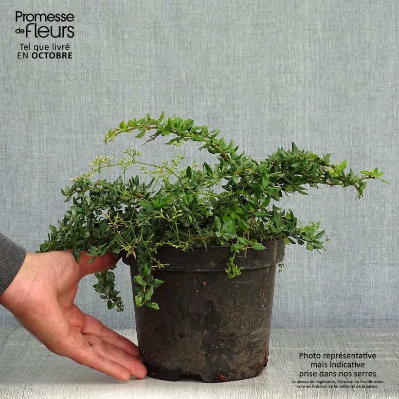 Exemplar von Berberis verrucosa - Épine vinette verruqueuse Pot de 2L/3L wie im Herbst geliefert